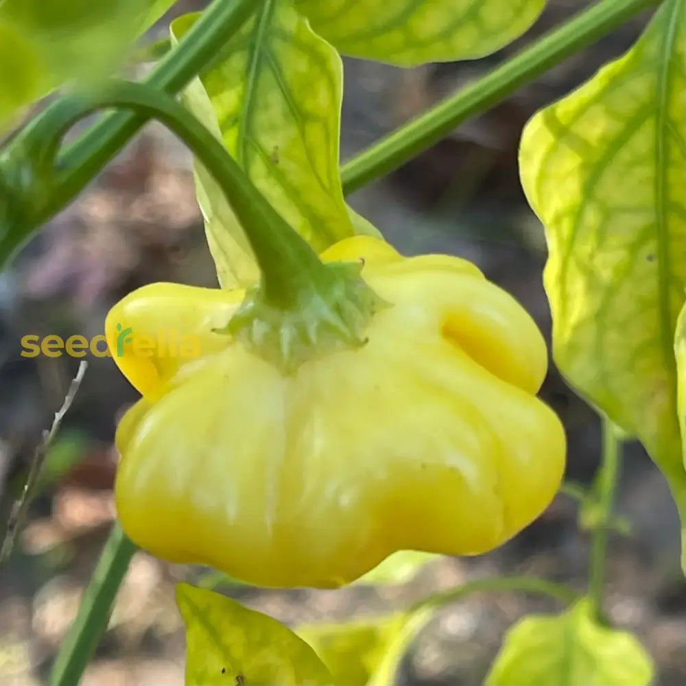 Light Yellow Chili Brazilian Vegetable Seeds For Easy Planting Seeds