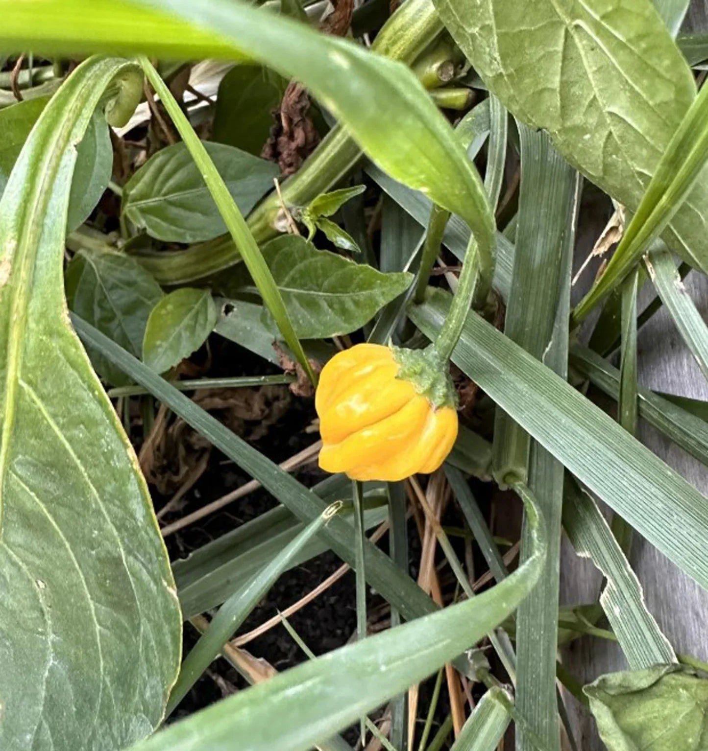 Light yellow chili peppers growing on plant