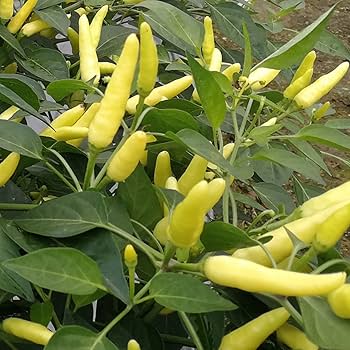 Light yellow chili seeds for planting