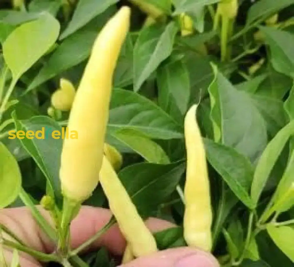 Light Yellow Chili Vegetable Seeds For Planting Seeds