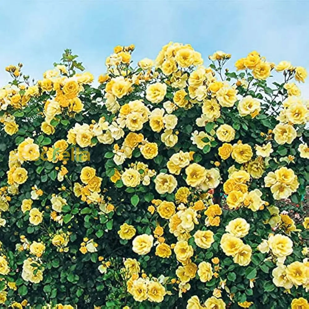 Yellow Clumbing Roses Buy Light Yellow Climbing Rose Seeds for Planting - Beautiful Garden ...