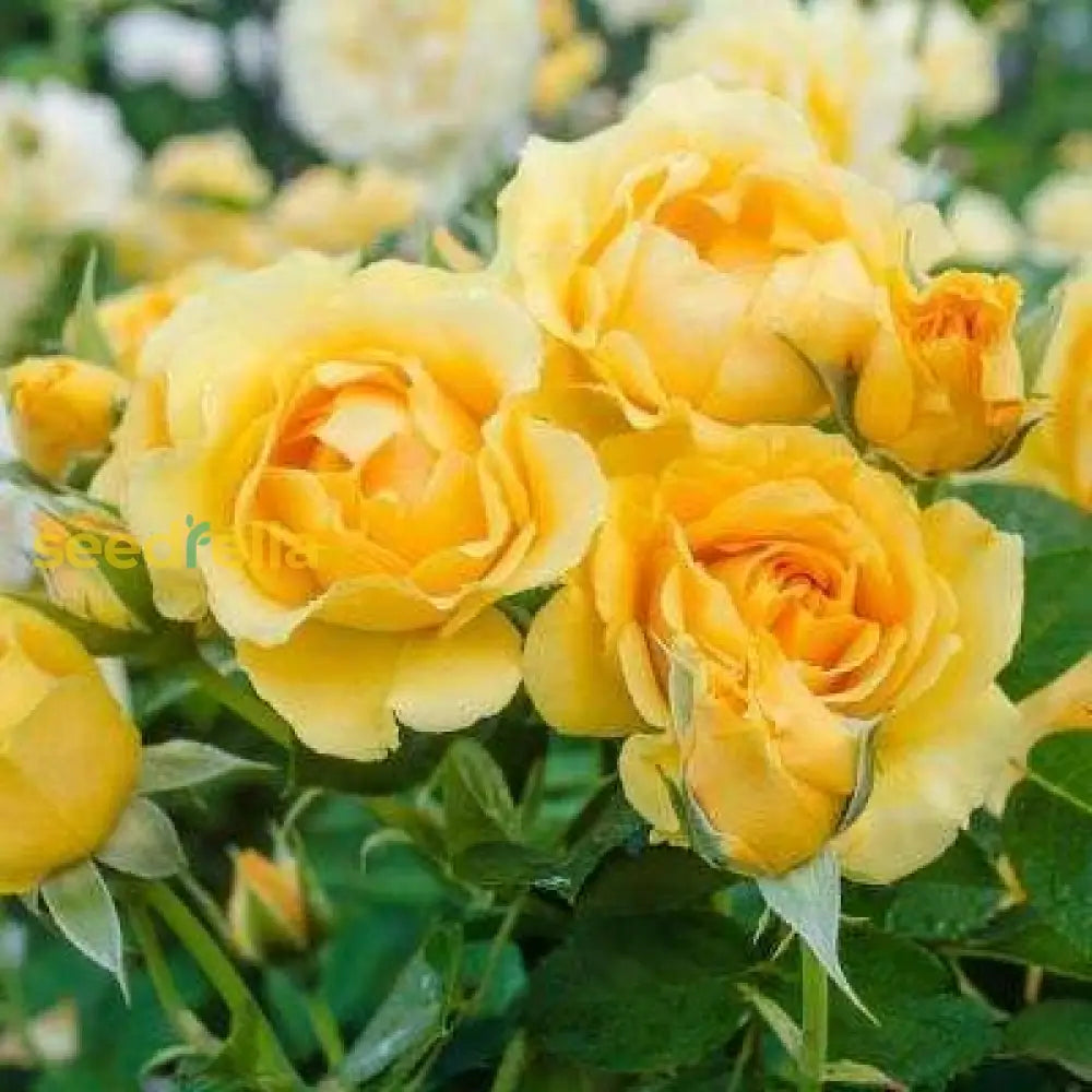 Light Yellow Climbing Rose Seeds For Planting - Beautiful Garden Climber Roses Flower