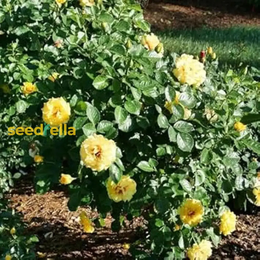 Light Yellow Climbing Rose Seeds For Planting - Beautiful Garden Climber Roses Flower