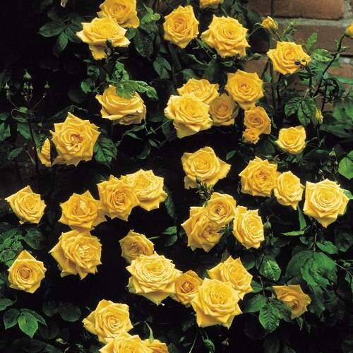 Light yellow climbing rose seeds for planting