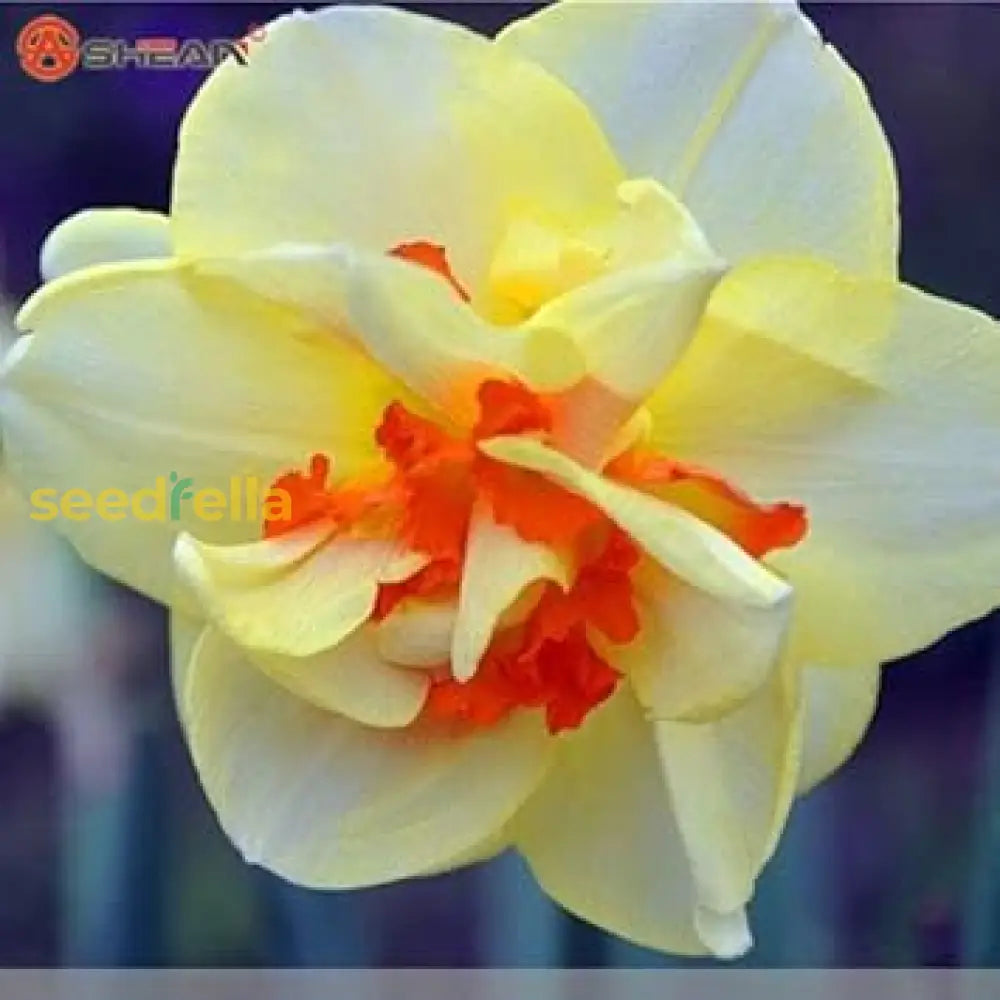 Light Yellow Daffodil Seeds For Planting  Perennial Spring Blooms Garden Flower