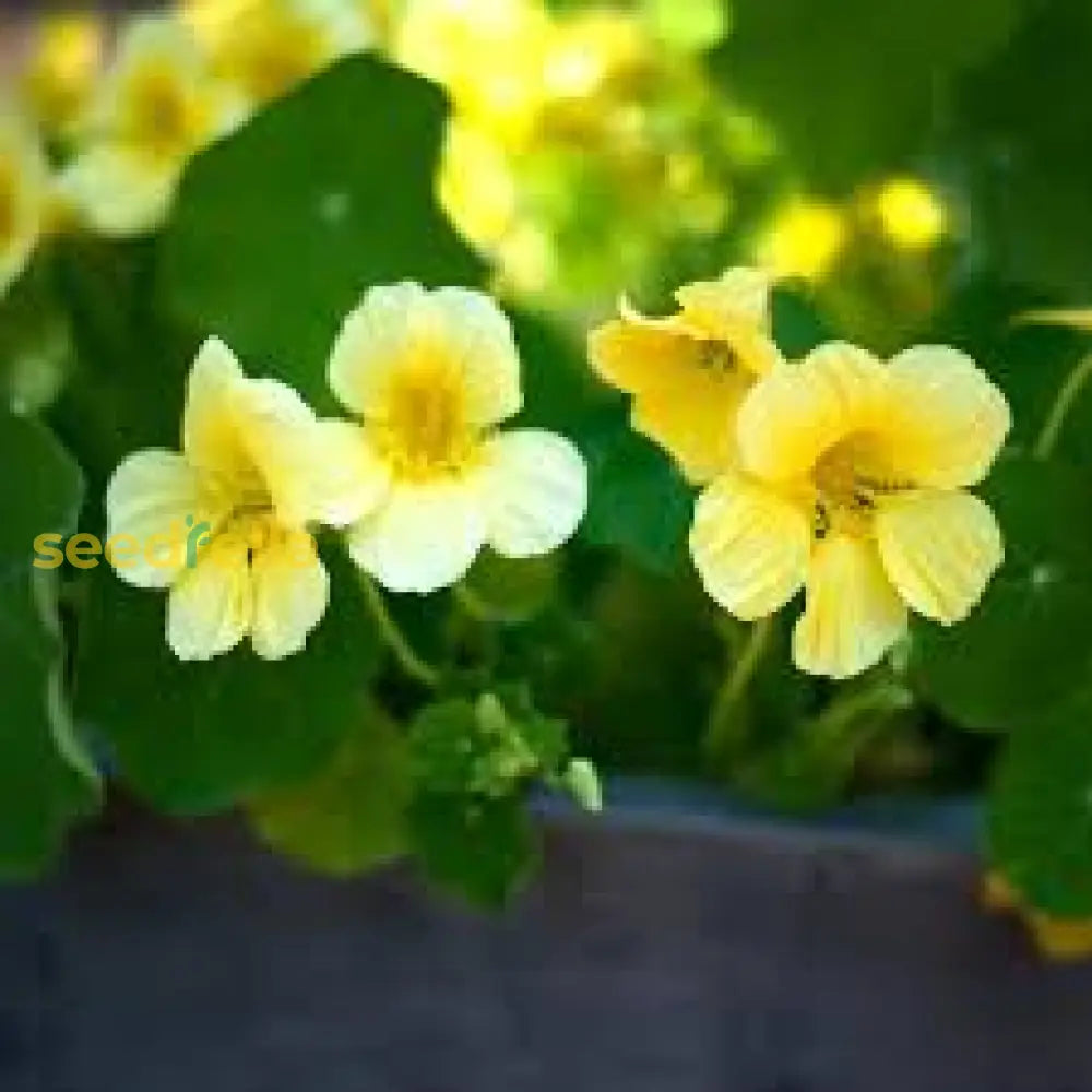 Light Yellow Nasturtium Seeds For Easy Planting – Beautiful Blooms Flower