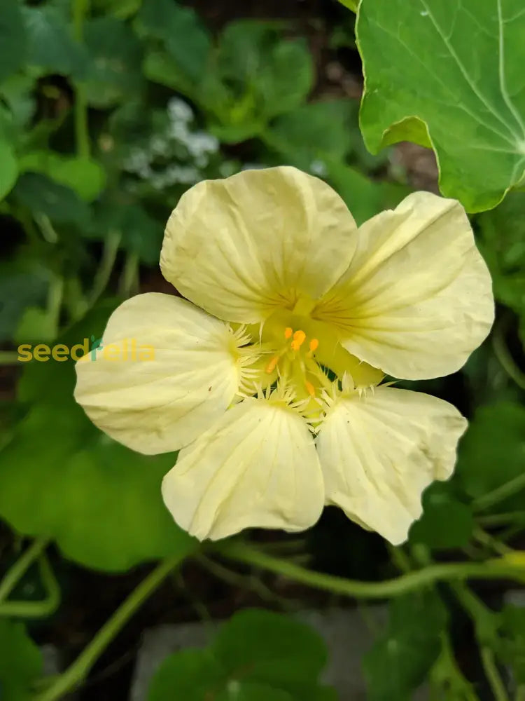 Light Yellow Nasturtium Seeds For Easy Planting – Beautiful Blooms Flower