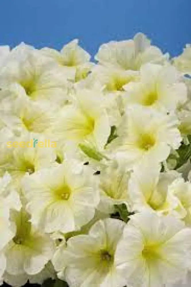 Light Yellow Petunia Seeds For Planting  Annual Blooms Flower