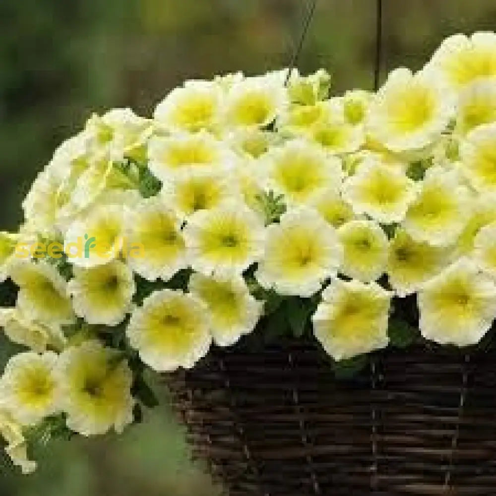 Light Yellow Petunia Seeds For Planting  Annual Blooms Flower