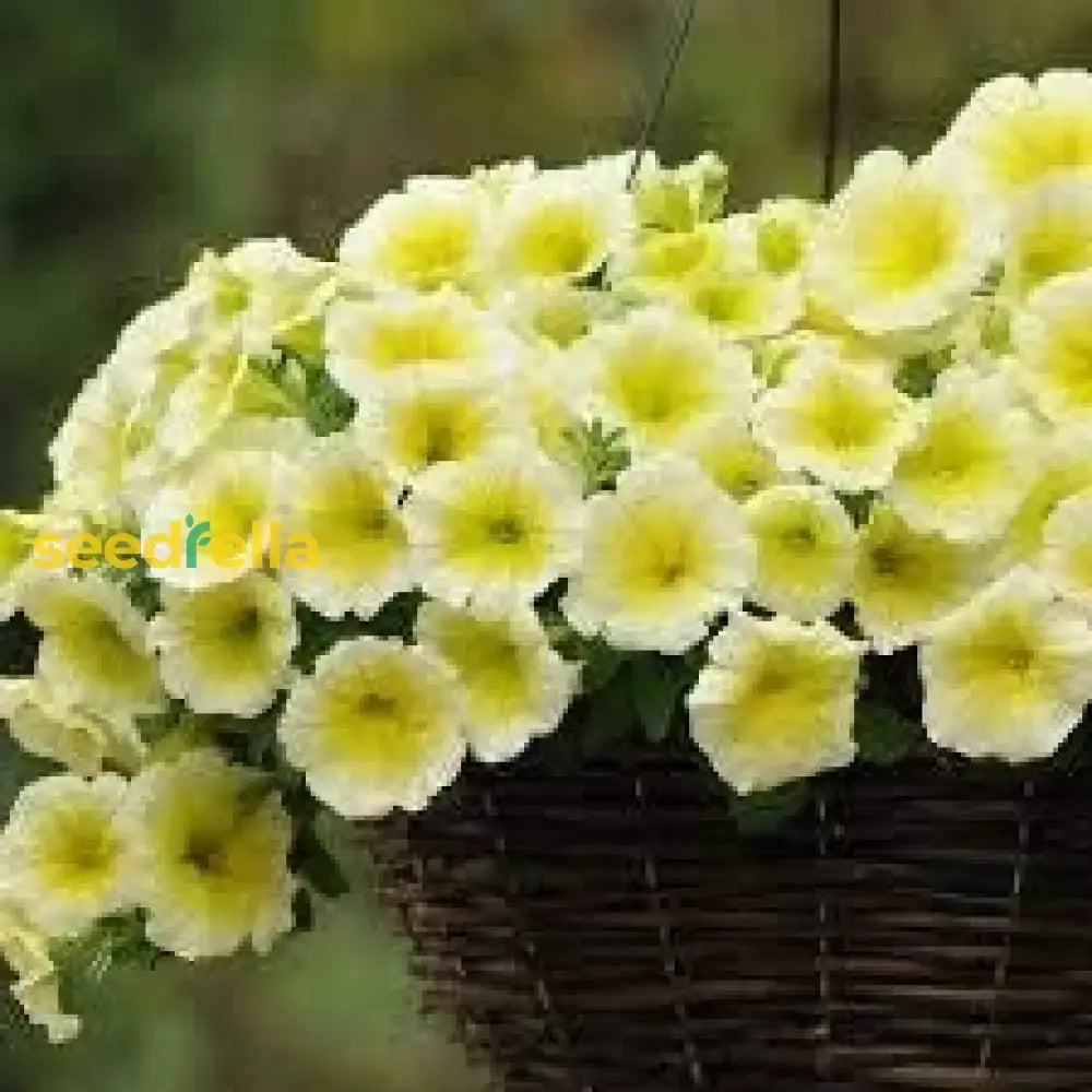 Light Yellow Petunia Seeds For Planting  Annual Blooms Flower