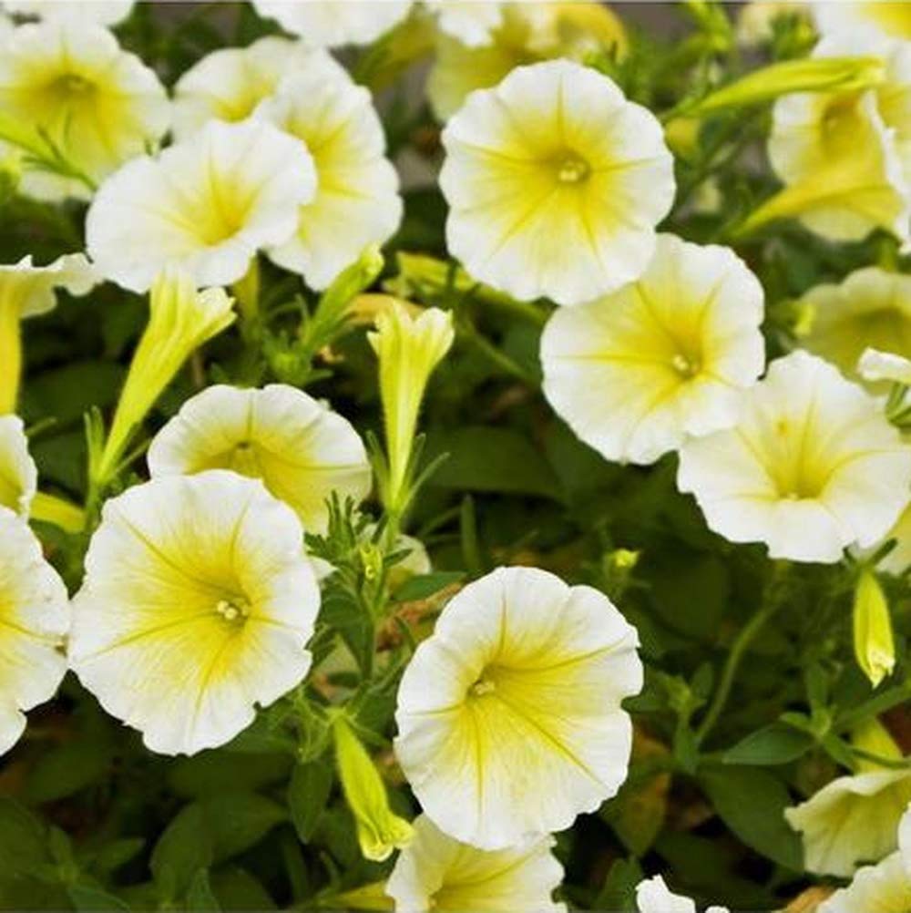 Light yellow petunia seeds for planting