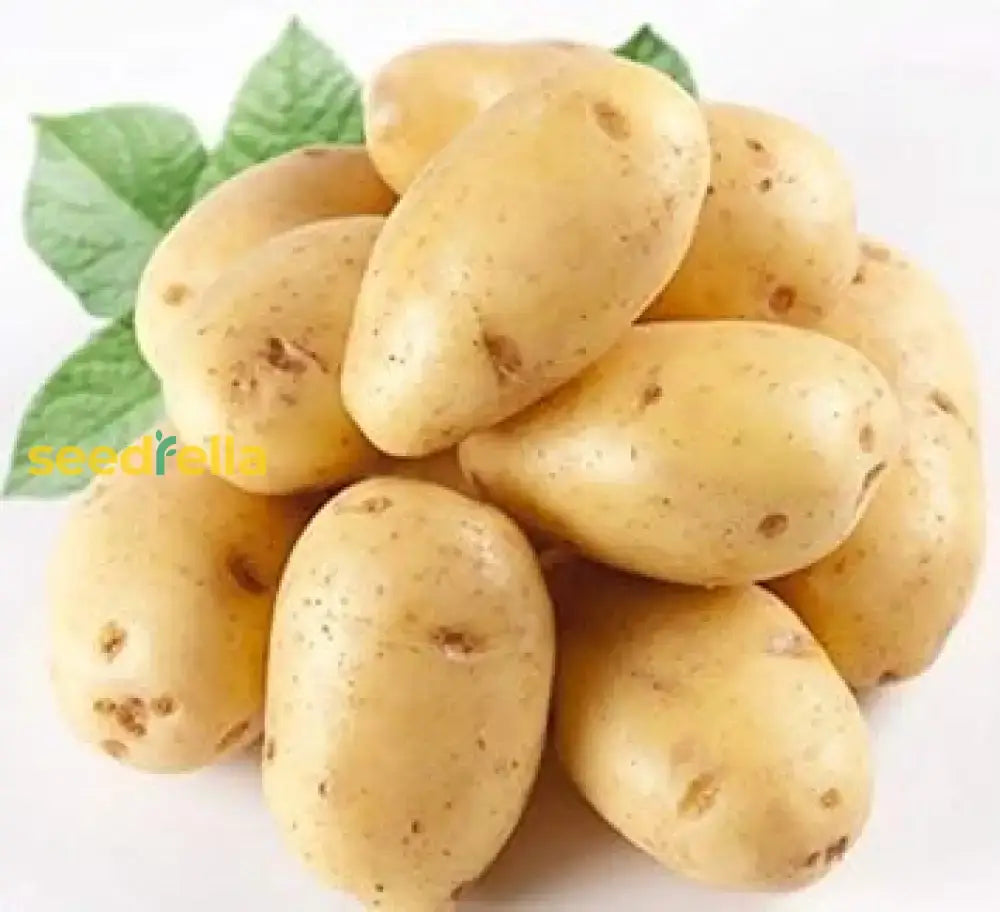 Light Yellow Potato Seeds For Easy Planting Vegetable Seeds