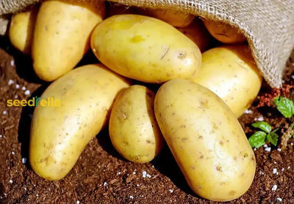 Light Yellow Potato Seeds For Easy Planting Vegetable Seeds