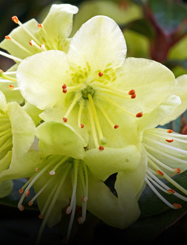 Light Yellow Rhododendron Flower Seeds for Planting