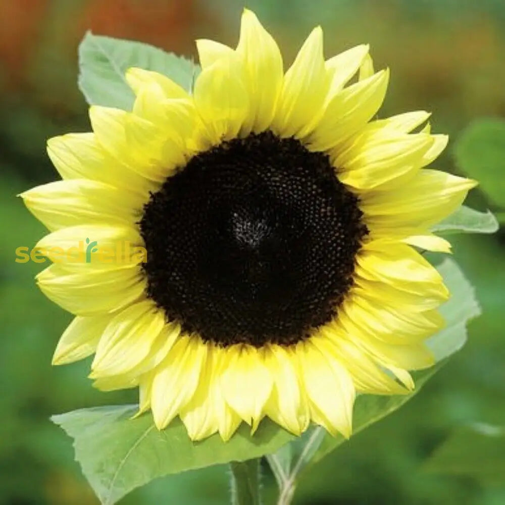 Light Yellow Sunflower Seeds For Planting