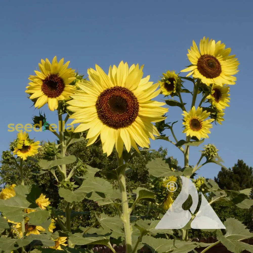 Light Yellow Sunflower Seeds For Planting