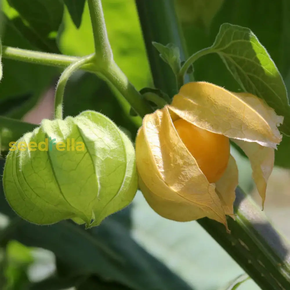 Light yellow tomatillo seeds for planting non GMO