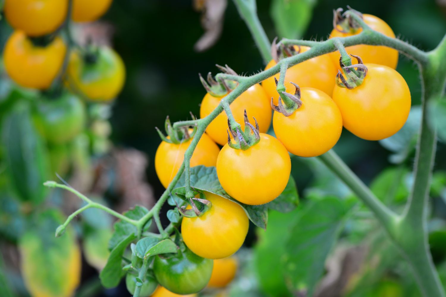 Light Yellow Tomato seeds for home garden planting