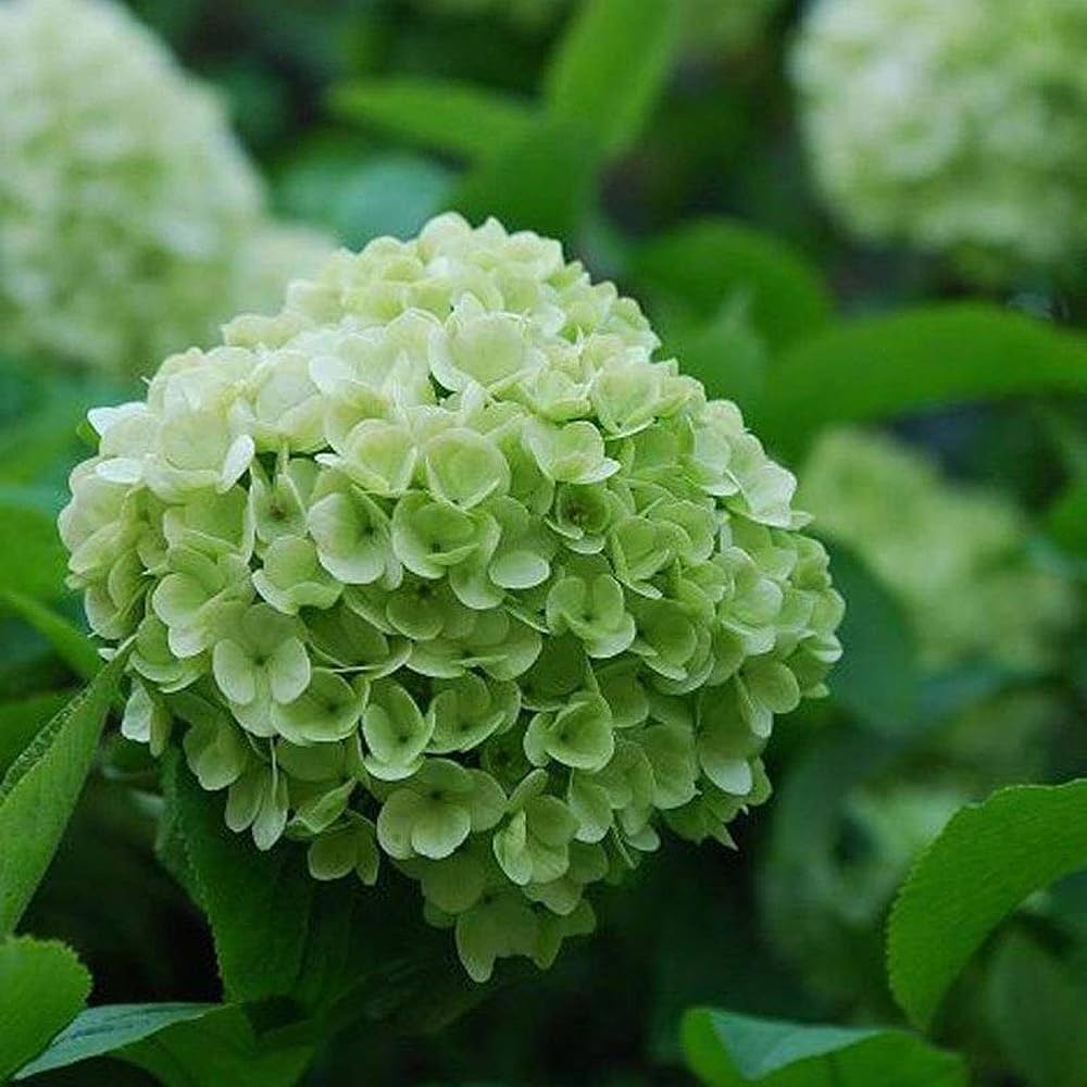 Large light green Hydrangea blooms from seeds