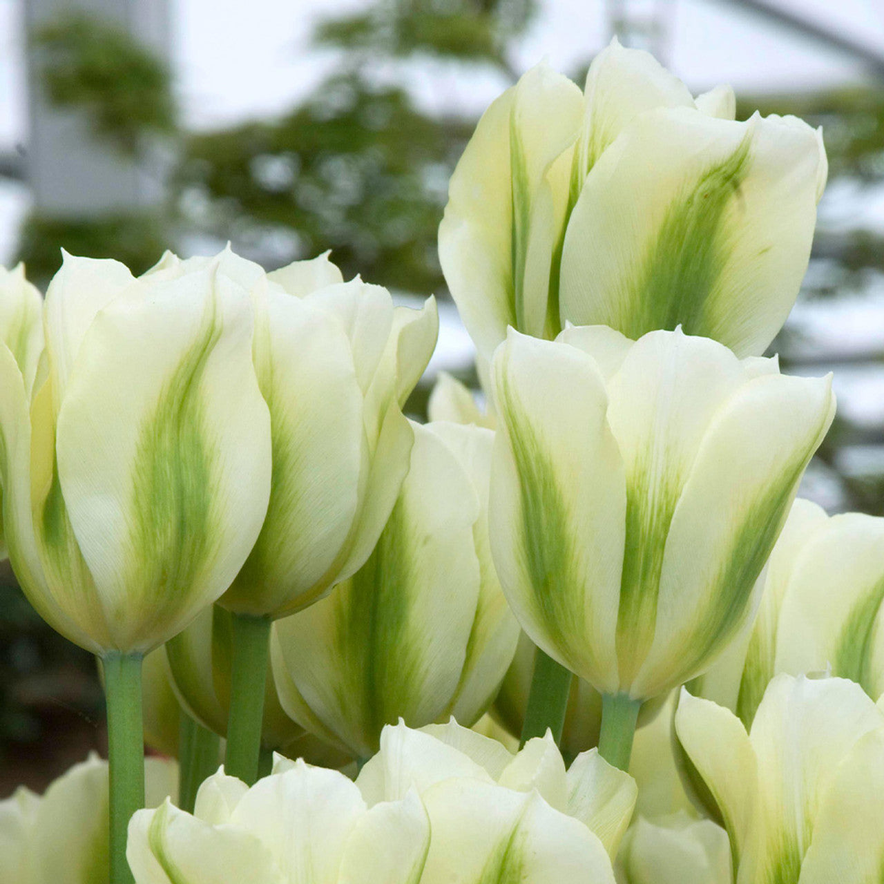 light-green-tulip-flower-seeds