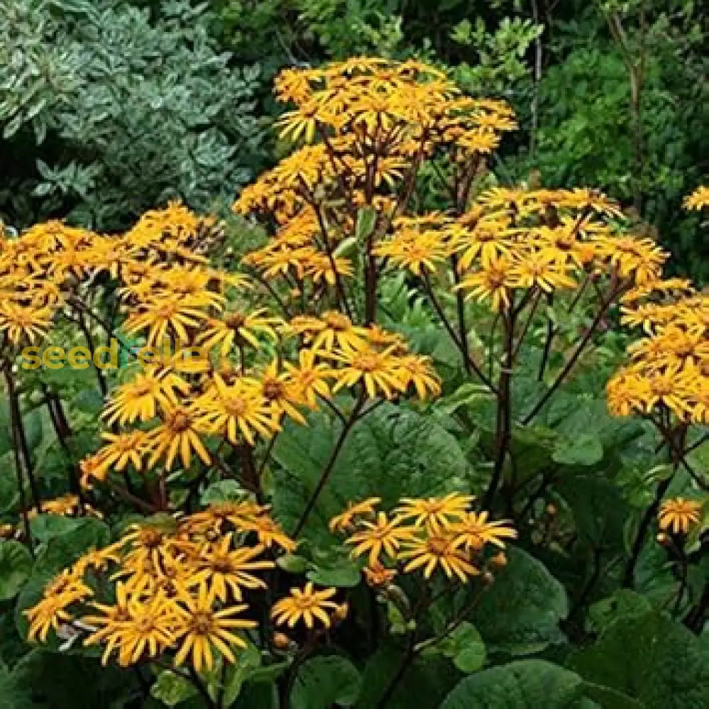 Ligularia Dentata Planting Seeds  Stunning Perennial Flower Plant Seeds