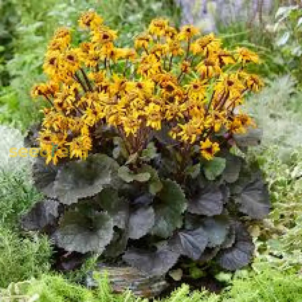 Ligularia Dentata Planting Seeds  Stunning Perennial Flower Plant Seeds