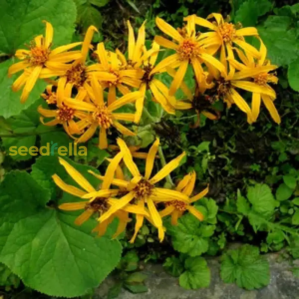 Ligularia Flower Planting Seeds For Vibrant Garden Blooms