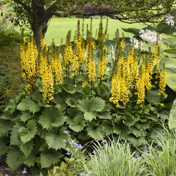 Yellow Ligularia Plants in Shady Garden Area