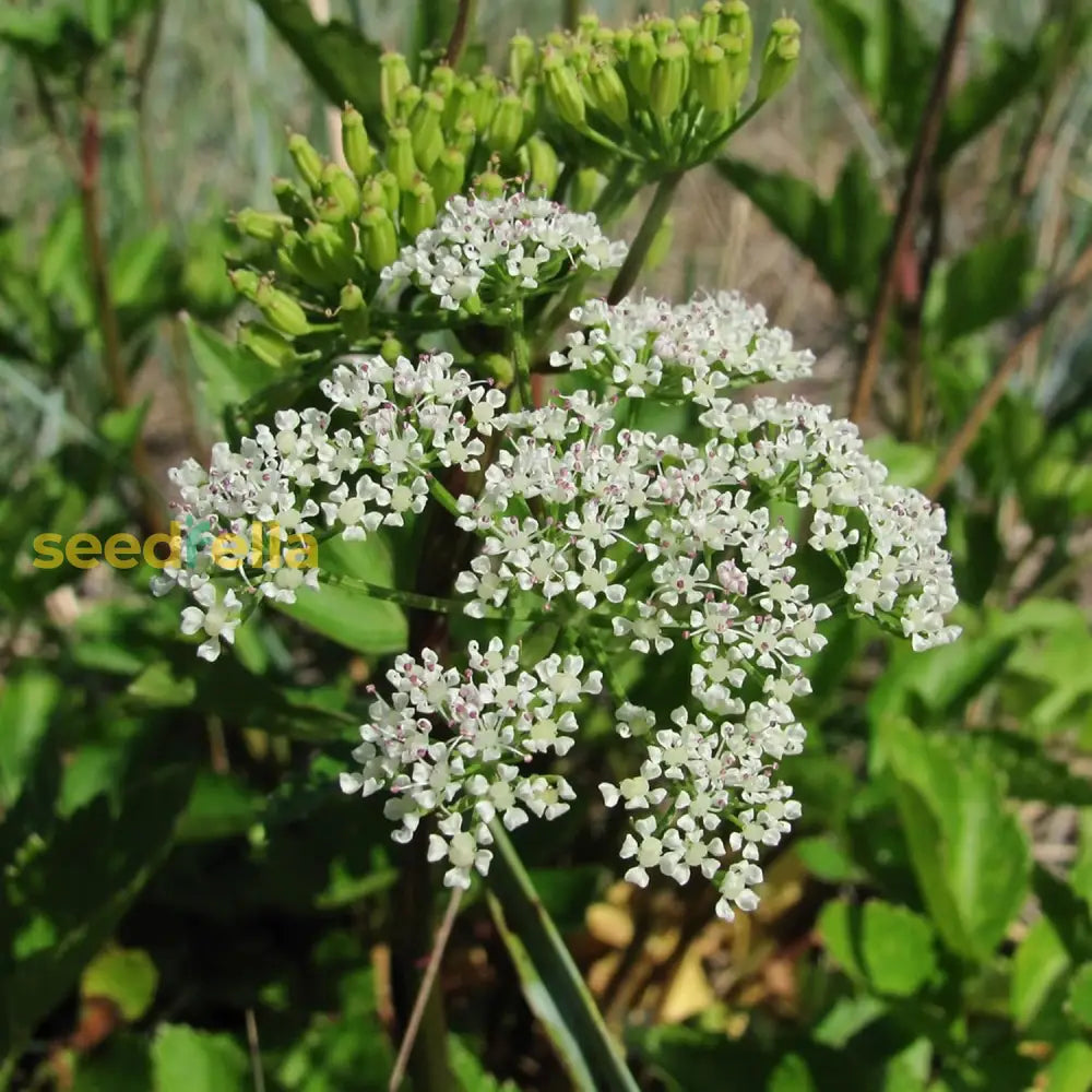 Ligusticum Porteri Seeds Osha Root Porter’s Lovage Perennial Herb Garden Bed Border Outdoor