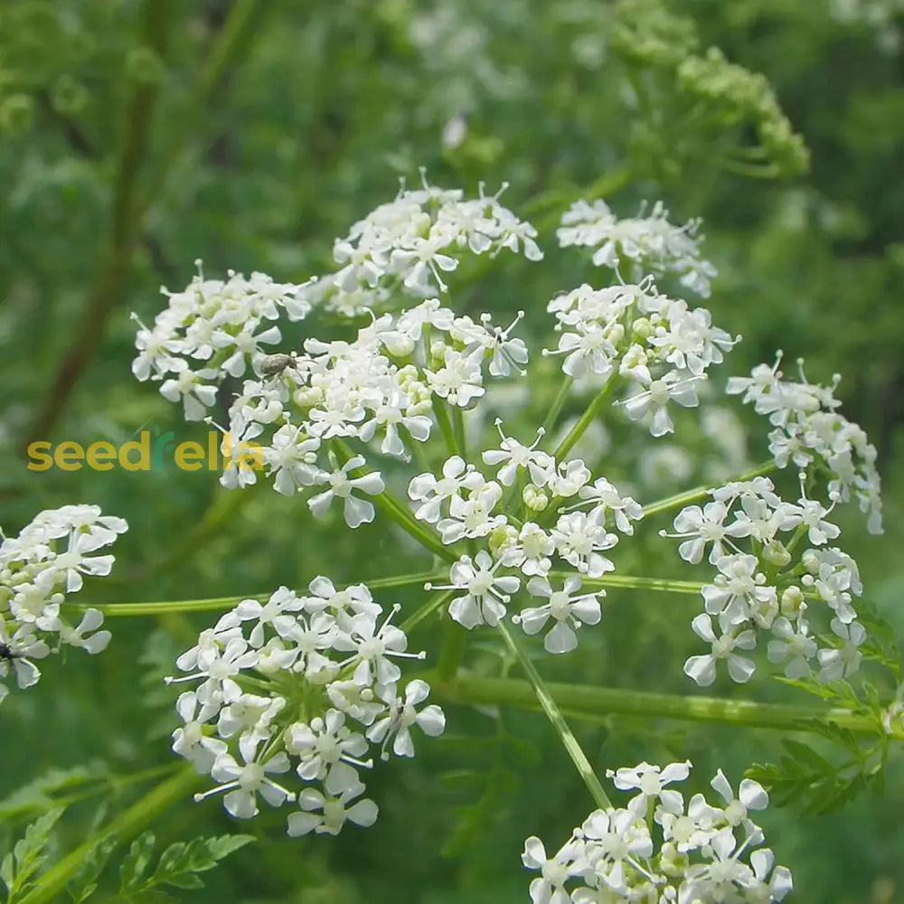 Ligusticum Porteri Seeds Osha Root Porter’s Lovage Perennial Herb Garden Bed Border Outdoor