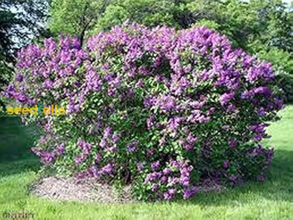 Lilac Purple Flower Planting Seeds - Perennial Garden Blooms