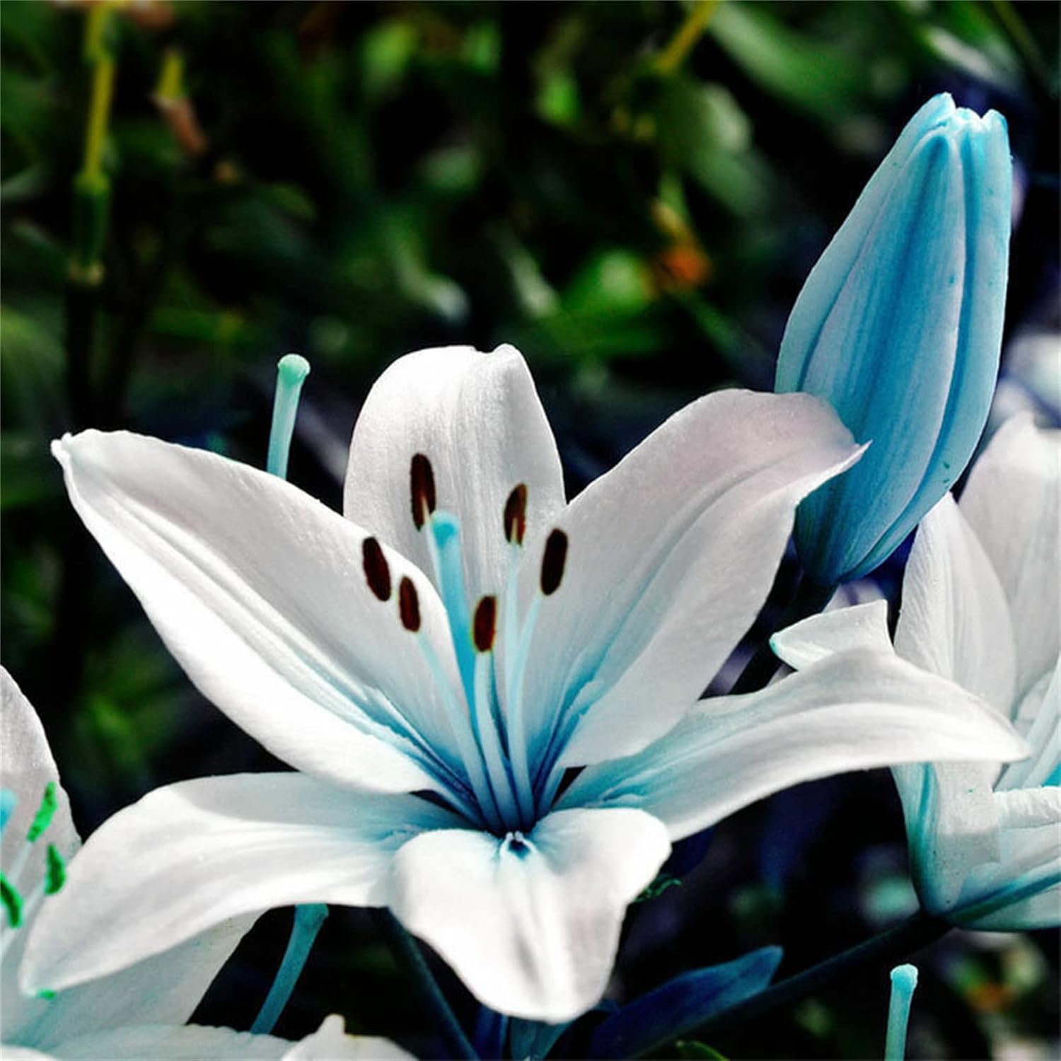 Lilium Blue White Flower Seeds