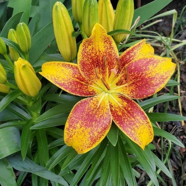 Close-Up of Yellow Red Lilium Petals