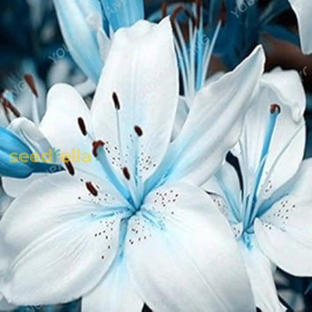 Lilium Flower Seeds - Blue And White Variety For Planting