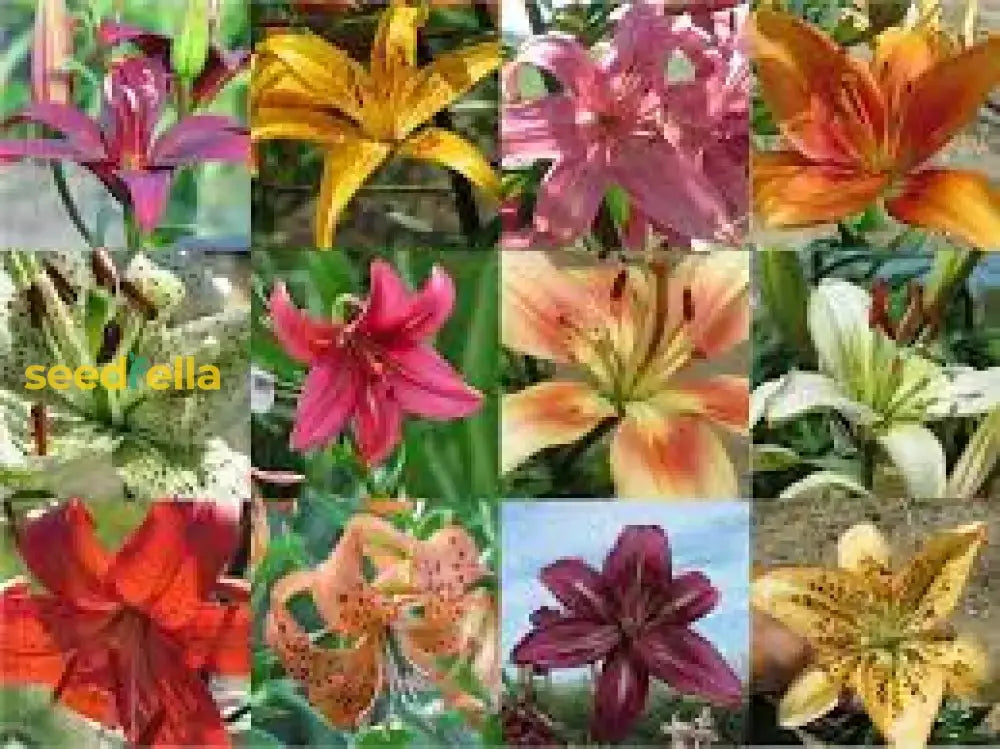 Lilium Mix Planting Seeds - Vibrant Garden Blooms For Spring & Fall Flower