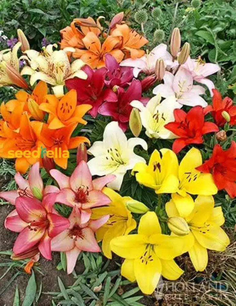 Lilium Mix Planting Seeds - Vibrant Garden Blooms For Spring & Fall Flower