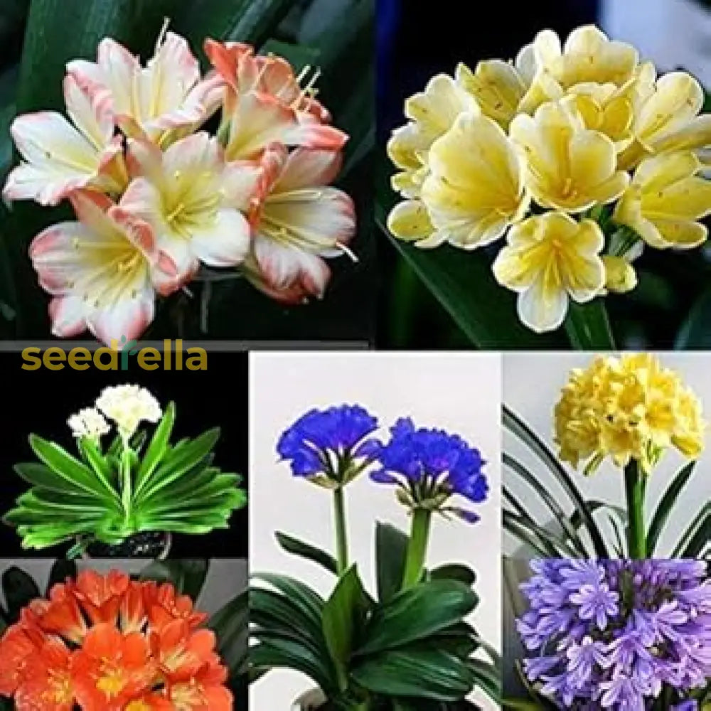 Lily Mix Clivia Flower Seeds For Planting - Colorful And Hardy Blooms