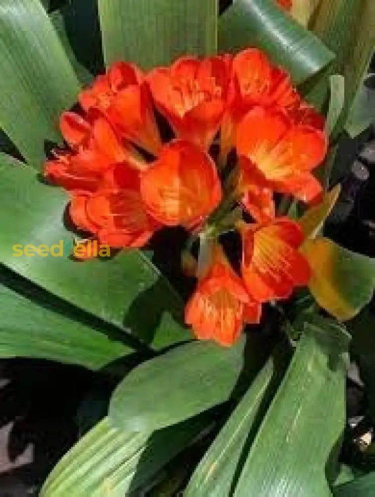 Lily Mix Clivia Flower Seeds For Planting - Colorful And Hardy Blooms