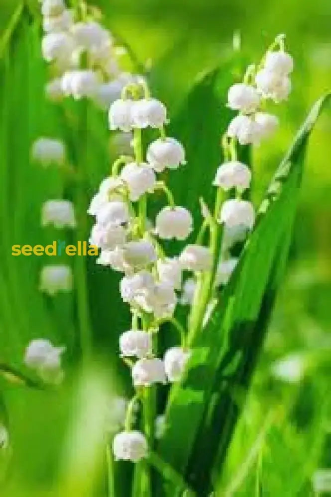 Lily Of The Valley Seeds For Planting  Perennial Flower Your Garden