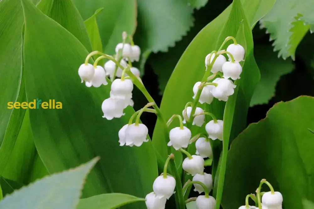 Lily Of The Valley Seeds For Planting  Perennial Flower Your Garden