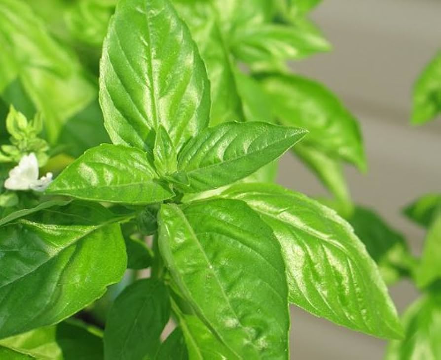 Lime Basil Growing in Garden with Green Leaves and White Flowers