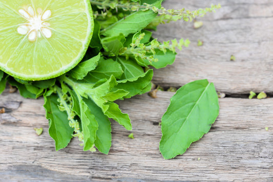 Lime Basil Seeds Ocimum basilicum Aromatic Green Herb Variety