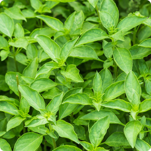 Lime Basil seeds with detailed planting and growing guide
