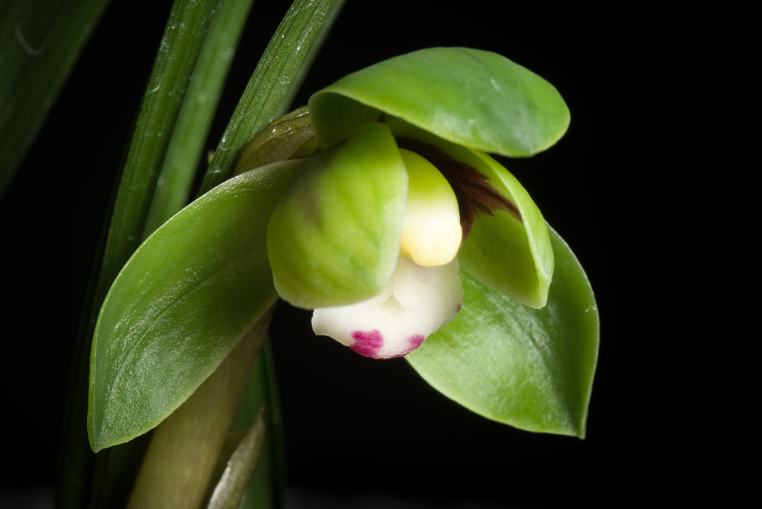 Lime Green Cymbidium Maxillaria Goeringii Orchid Blooms for Garden Decoration
