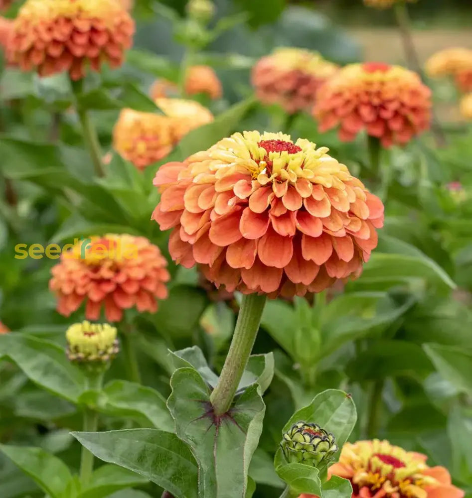 Non GMO Zinnia Lime Orange seeds for home gardening
