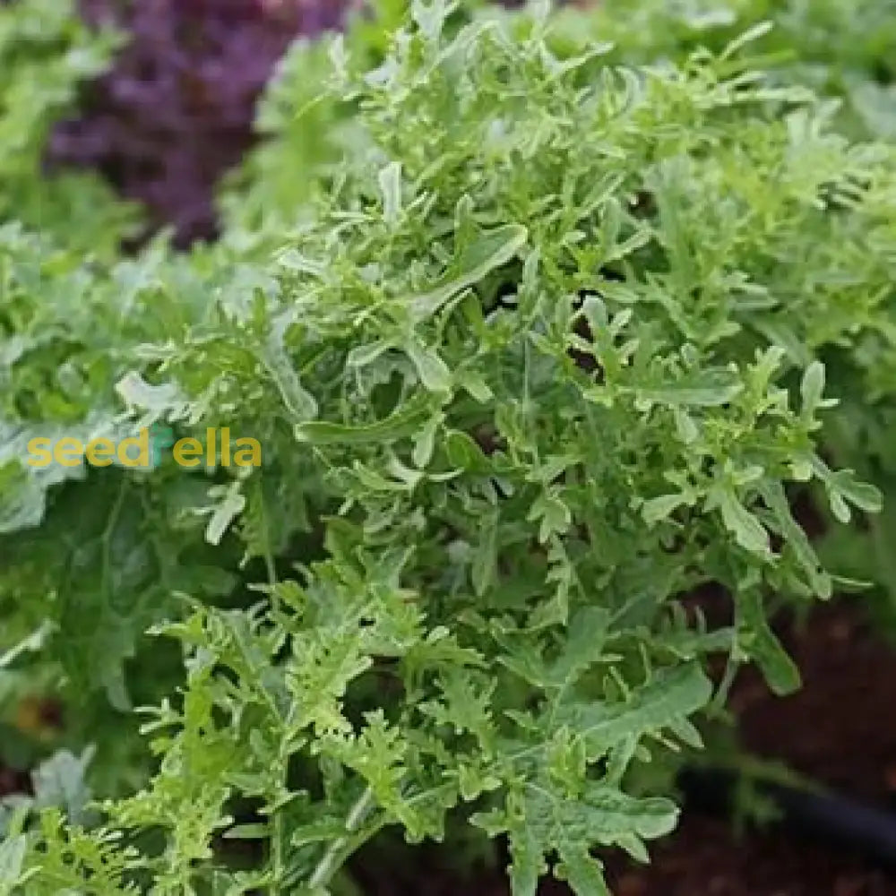 Lime Streaks Mizuna Mustard Seeds  Perfect For Planting And Home Gardens Plant Seeds