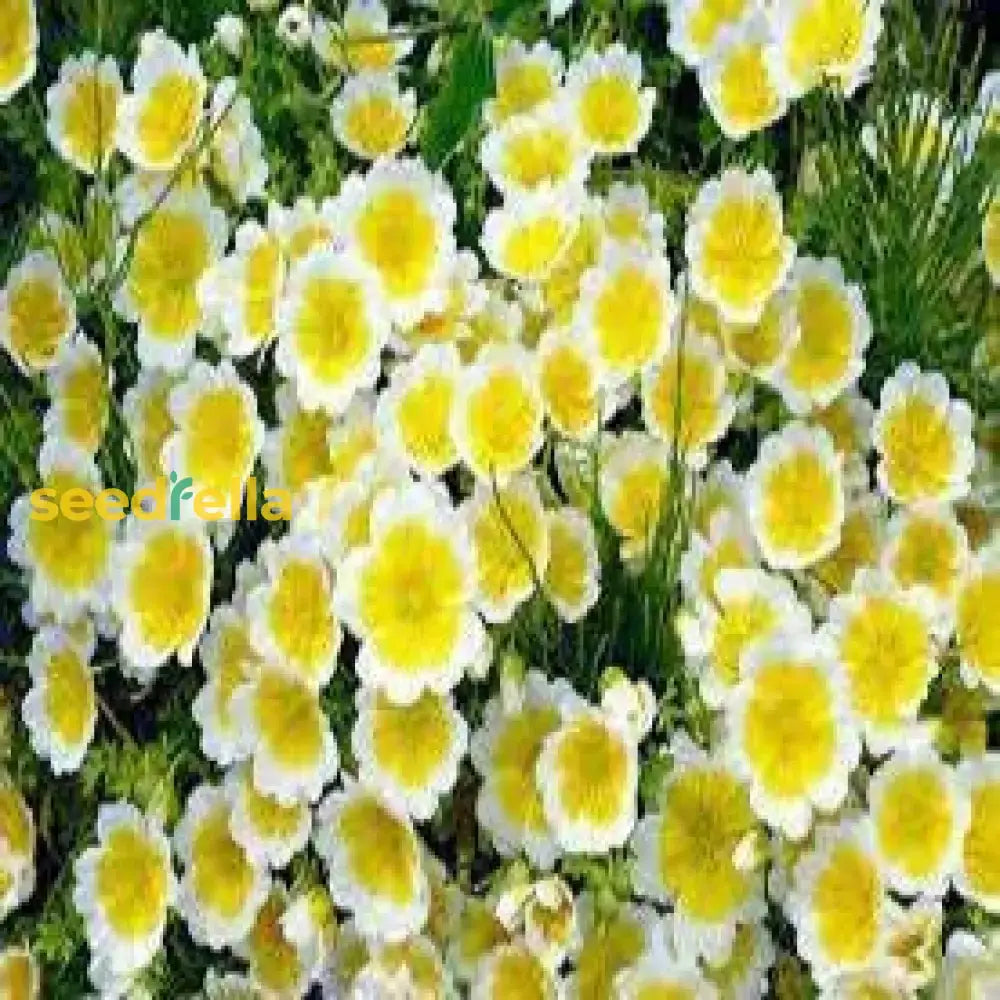 Limnanthes Douglasii Flower Seeds For Planting In White And Yellow  Seed Lush Blooms Vibrant