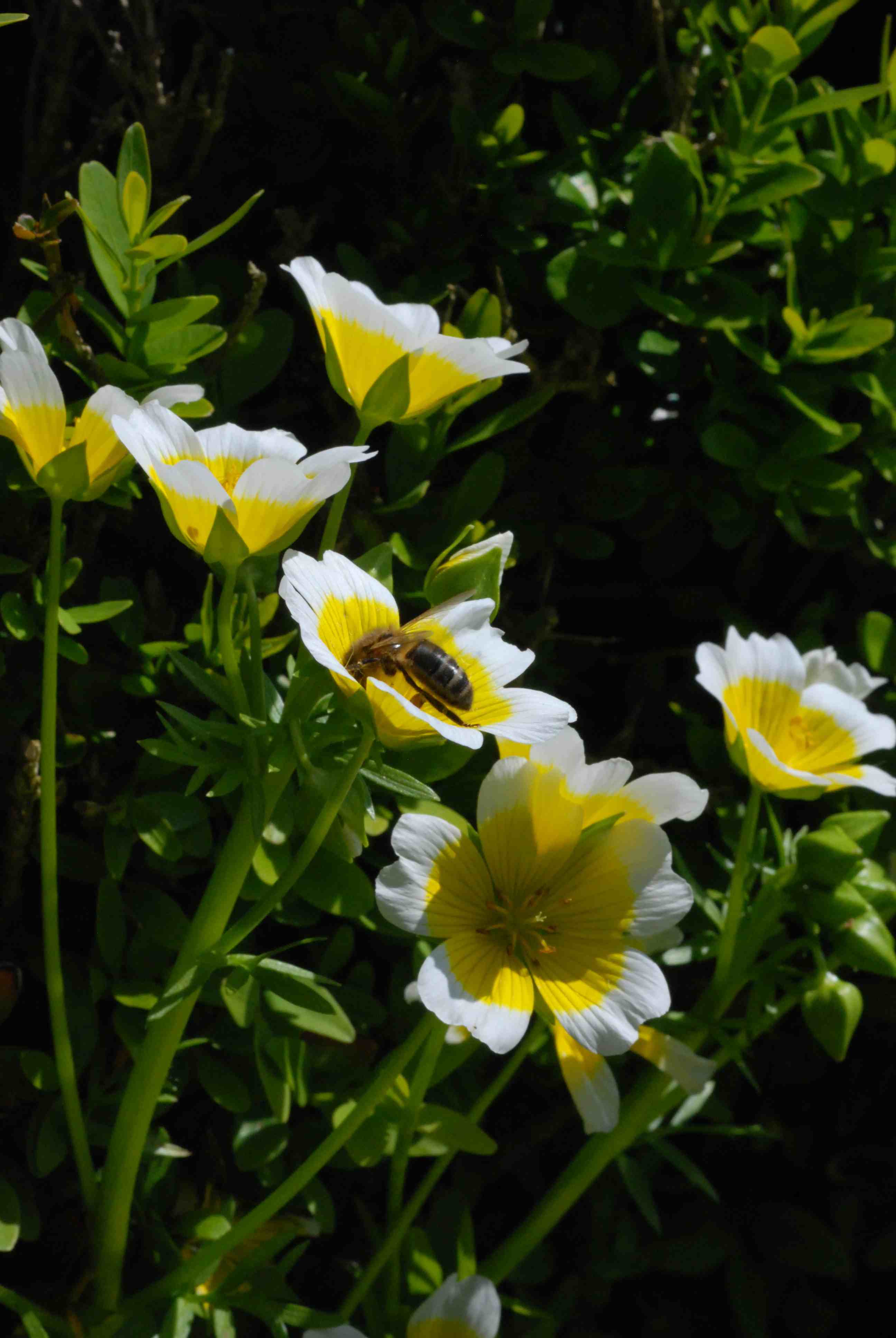 Limnanthes Douglasii Garden – Easy to Grow Pollinator Flowers