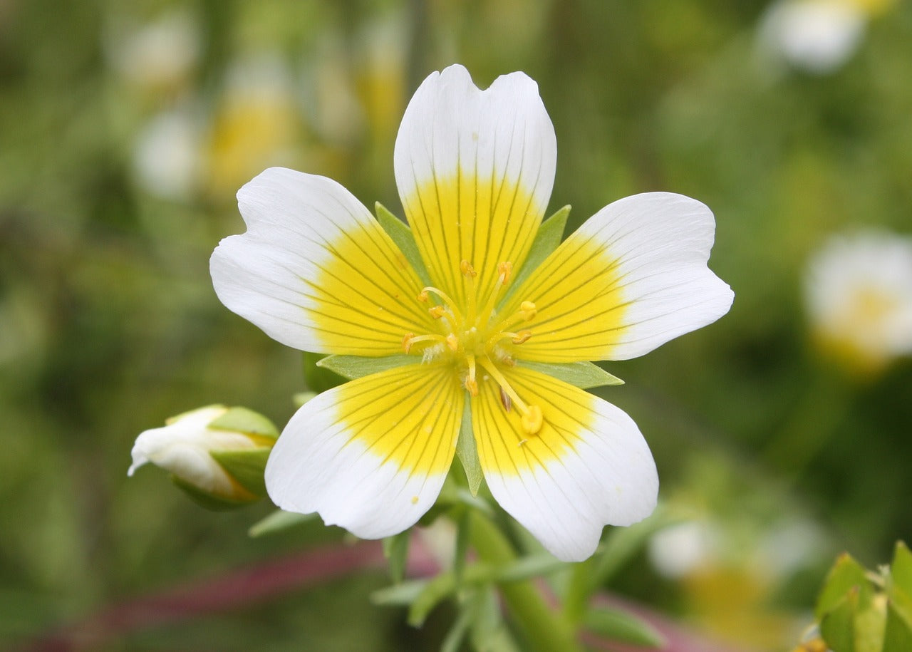 Limnanthes Douglasii Seeds for Planting – Yellow and White Blooms