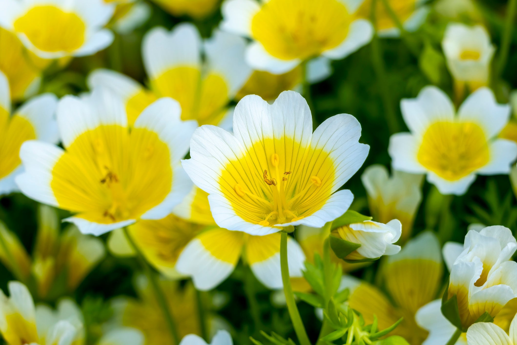 Limnanthes Flower Blooms – Bright Yellow and White Garden Flowers